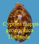 Cypraea mappa geographica, Sch & Schilder 1933 thaïlande